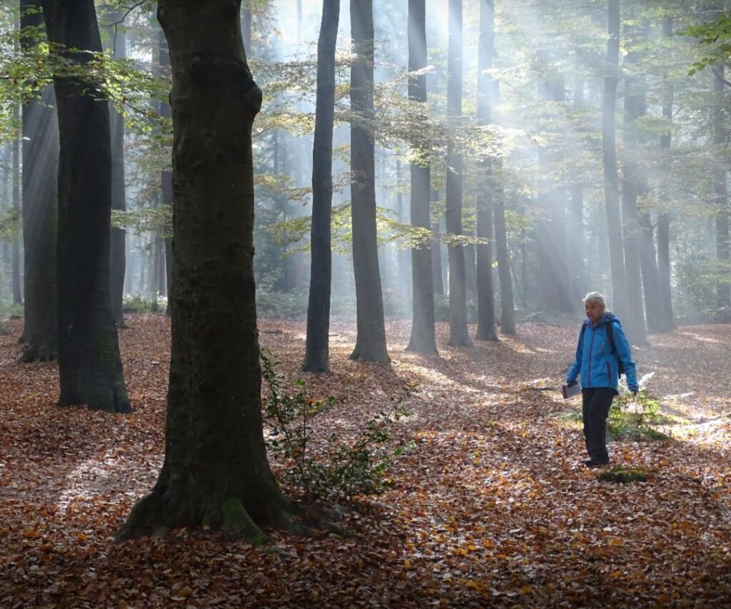 Het Stellingenpad is uitgeroepen tot ‘beste wandelroute van de Benelux’ 2023
